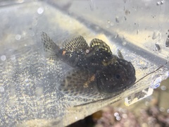 Clinocottus recalvus