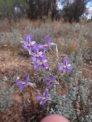 Thysanotus baueri