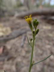 Senecio cunninghamii