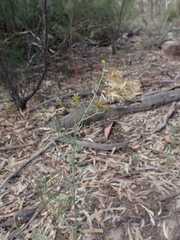 Senecio cunninghamii