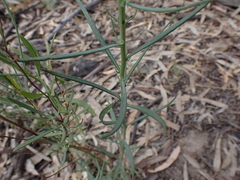 Senecio cunninghamii