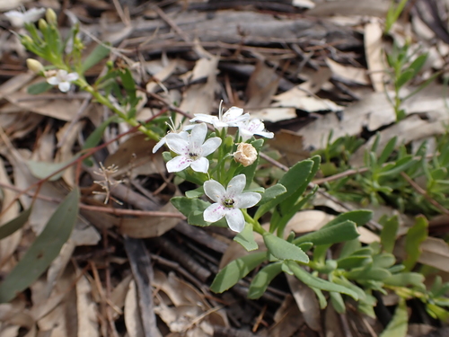 Myoporum parvifolium
