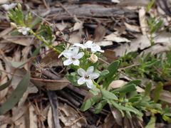 Myoporum parvifolium