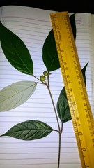 Croton zeylanicus
