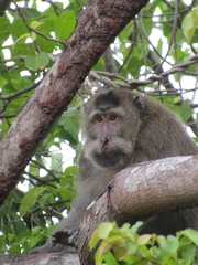 Macaca fascicularis karimondjawae