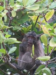 Macaca fascicularis karimondjawae