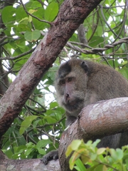Macaca fascicularis karimondjawae
