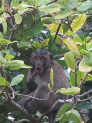 Macaca fascicularis karimondjawae