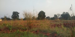 Ischaemum santapaui