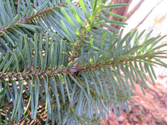Abies homolepis