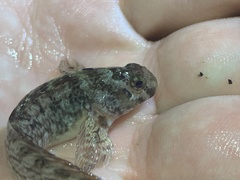 Hypsoblennius gilberti