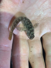 Hypsoblennius gilberti