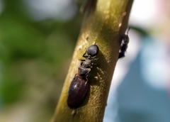 Cephalotes pusillus