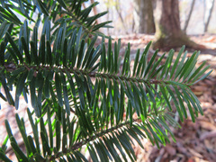 Abies homolepis