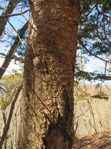 Abies homolepis, photograph 6