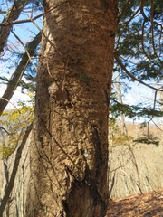 Abies homolepis