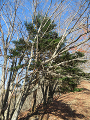 Abies homolepis