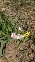 Acrodon subulatus