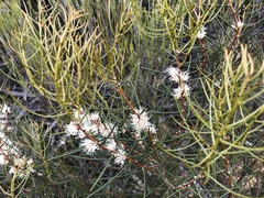 Hakea mitchellii