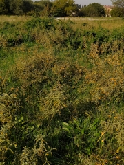 Solanum elaeagnifolium