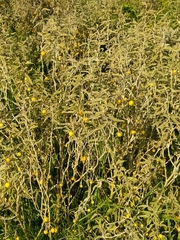 Solanum elaeagnifolium