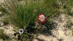 Protea restionifolia