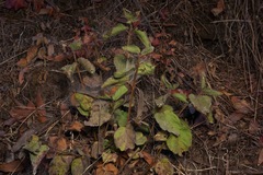 Viburnum ellipticum