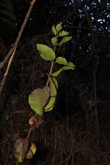 Viburnum ellipticum
