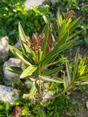 Nerium oleander