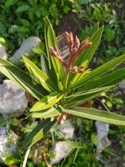 Nerium oleander