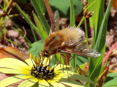 Australoechus micans