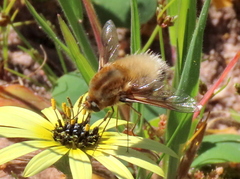 Australoechus micans