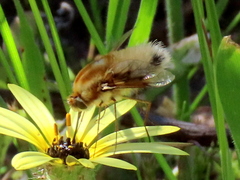 Australoechus micans