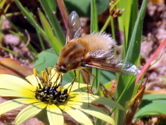 Australoechus micans