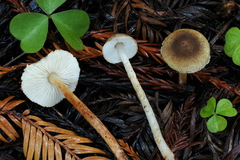 Lepiota castanea