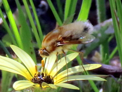 Australoechus micans