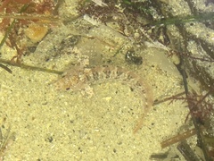 Hypsoblennius gilberti
