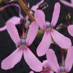Stylidium araeophyllum