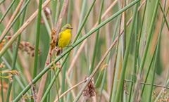 Pseudocolopteryx acutipennis