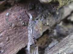 Dentatissus damnosus