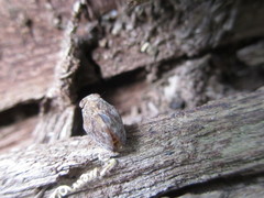 Dentatissus damnosus