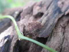 Dentatissus damnosus