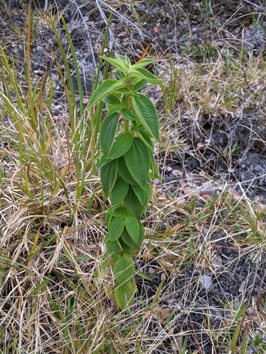 Image of Chaetogastra herbacea by (c) David Anderson, some rights reserved (CC BY)
