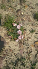 Acrodon subulatus