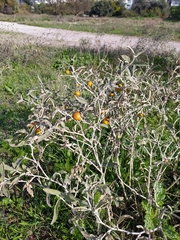 Solanum elaeagnifolium