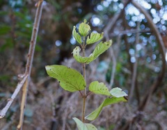 Viburnum ellipticum