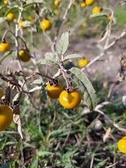 Solanum elaeagnifolium