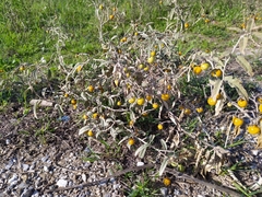 Solanum elaeagnifolium