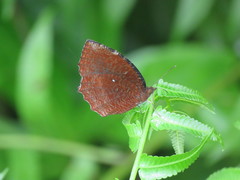 Elymnias hypermnestra