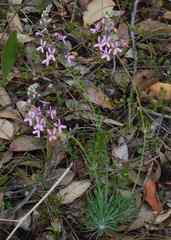 Stylidium araeophyllum